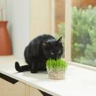 Frisco Natural Cat Grass Growing Kit