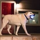 PLANET DOG Orbee-Tuff LED Strobe Ball