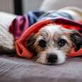 Dog Flu Is Spreading: Here’s What Pet Parents Need To Know