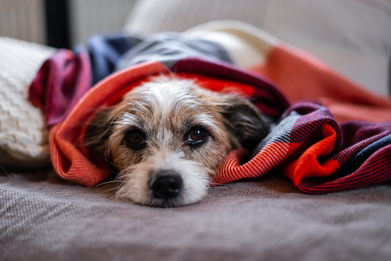 Dog Flu Is Spreading Here’s What Pet Parents Need To Know DodoWell