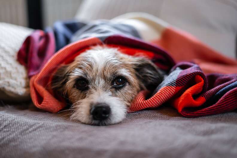 Dog Flu Is Spreading: Here’s What Pet Parents Need To Know