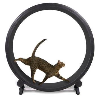 Running wheel 2025 for cats