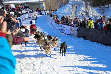 dogs running in iditarod race