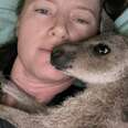 Orphaned Kangaroo Won't Stop Hugging The Woman Who Rescued Him