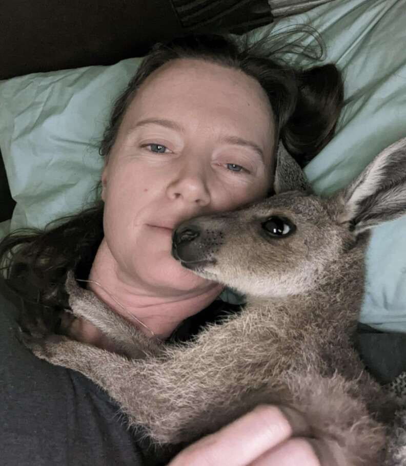 Orphaned Kangaroo Won't Stop Hugging The Woman Who Rescued Him - The Dodo