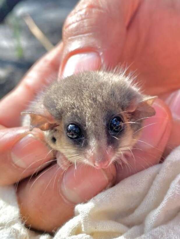 possum