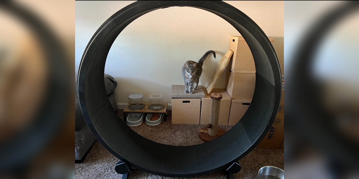 Used cat exercise store wheel