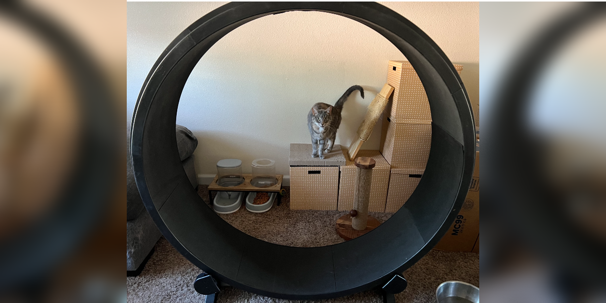 One Fast Cat Exercise Wheel Review See What Our Kitty Tester Thought About This Cool Product Paw of Approval The Dodo