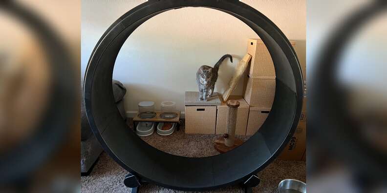 One Fast Cat Exercise Wheel Review