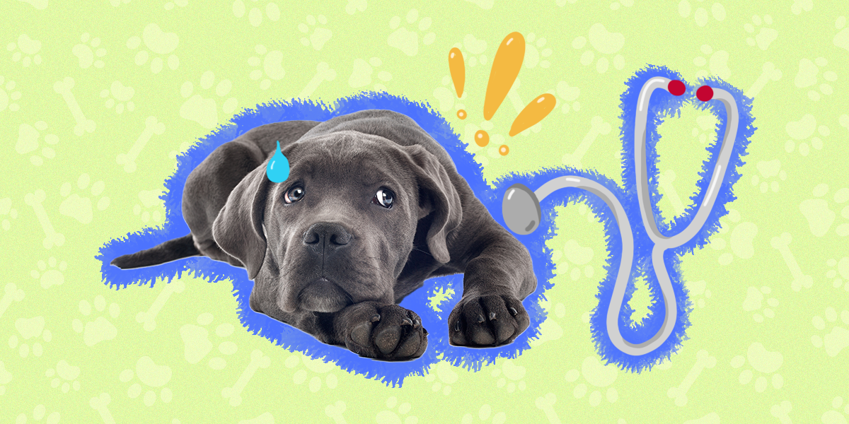 Addison’s Disease In Dogs What To Know About Causes, Symptoms And