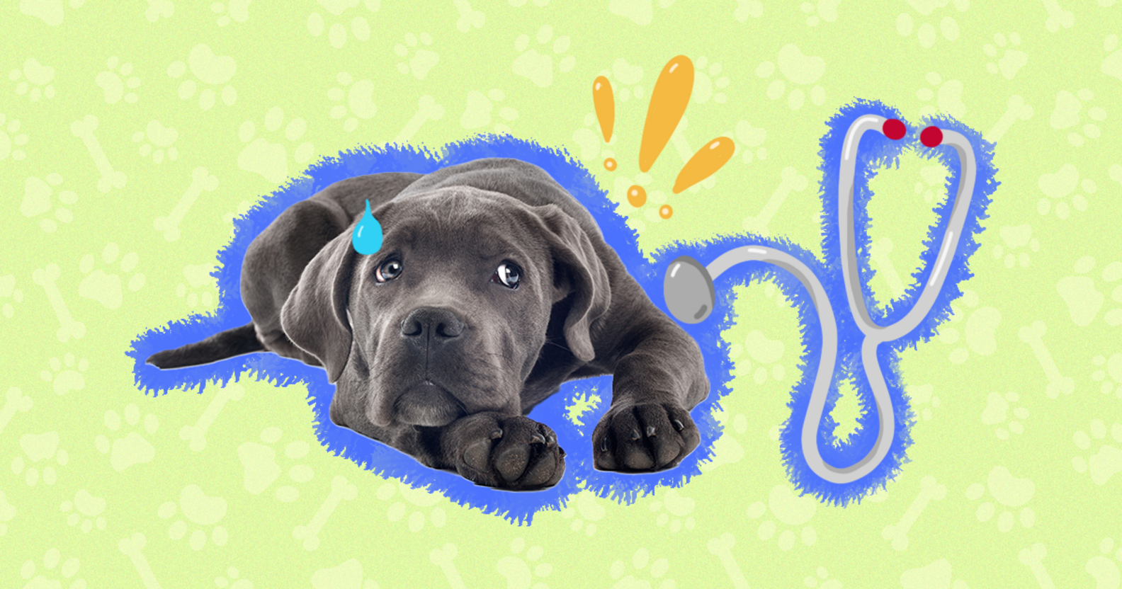 Addison’s Disease In Dogs What To Know About Causes, Symptoms And