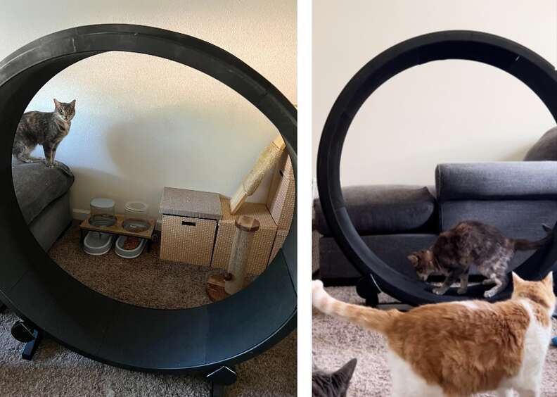 Diy cat running outlet wheel