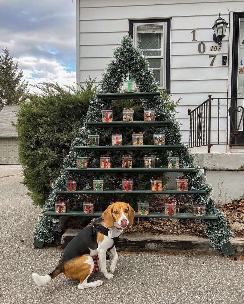 Mom Creates Special Advent Calendar For All The Dogs Walking By Her House -  The Dodo