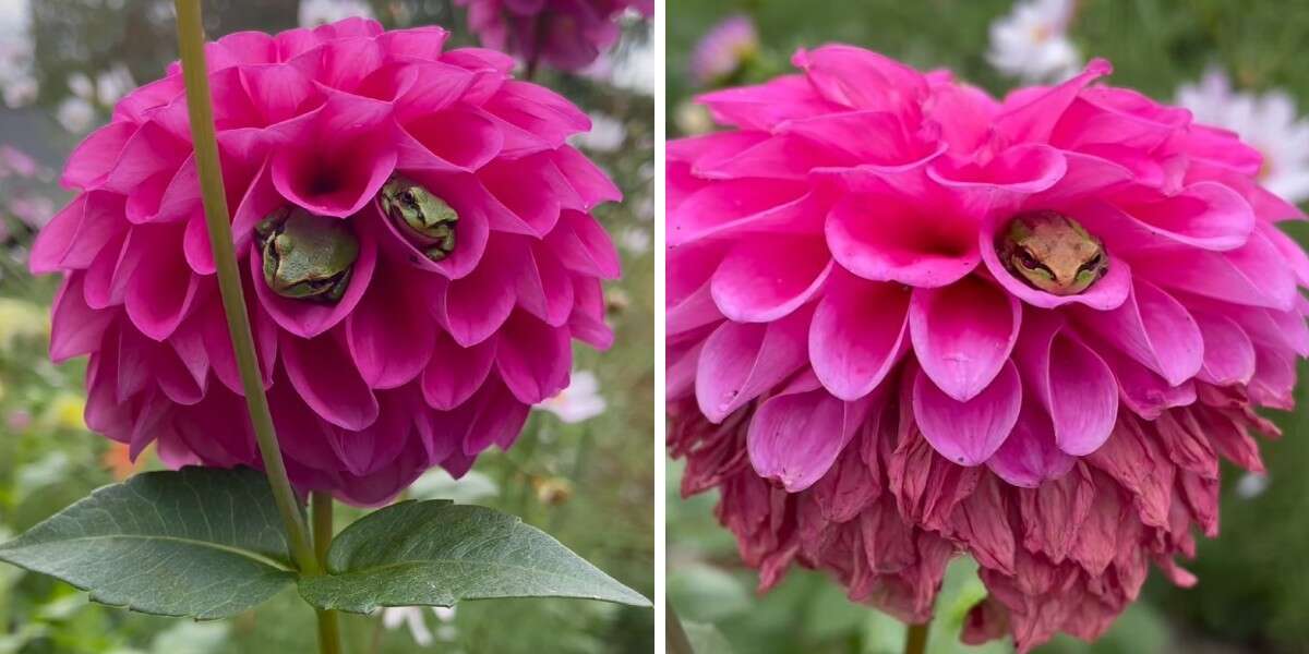 Woman Discovers That Her Flowers Have Become A Hotel For Frogs