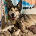 Survivor Cat Meets New Dog Sister And Instantly Falls In Love