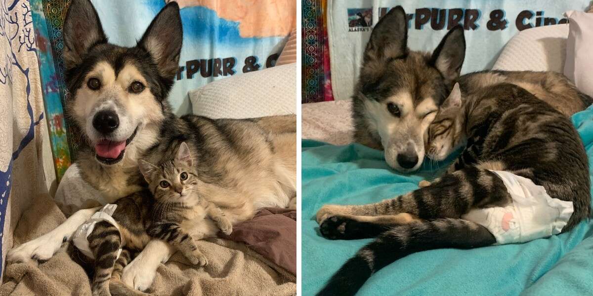 Survivor Cat Meets New Dog Sister And Instantly Falls In Love