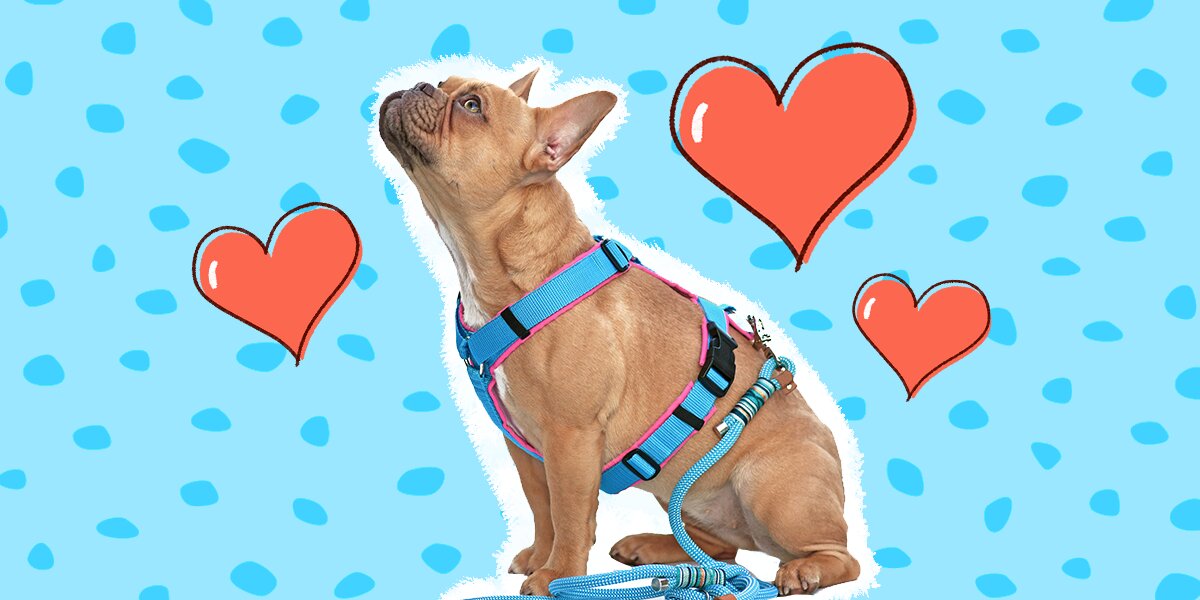 Puppy Harness Trainers Share Their Favorite Styles And Brands For