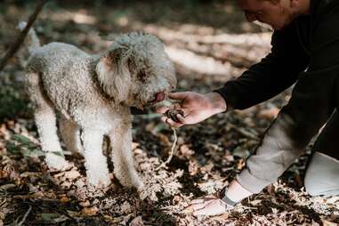 Dog with truffles