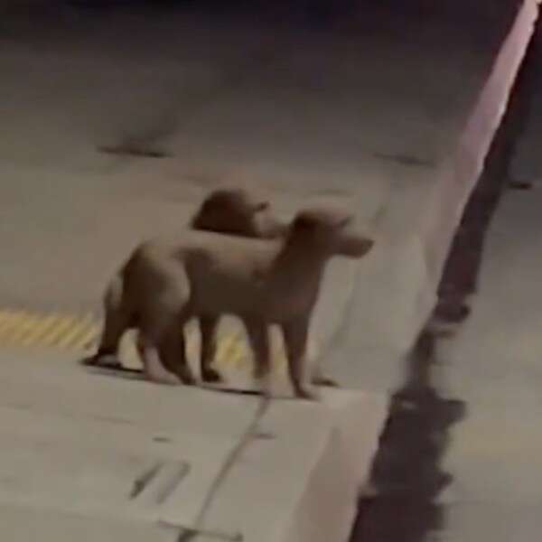 puppies near road 