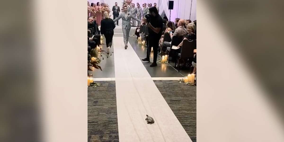 Guy’s Turtle Of 24 Years Is Flower Girl At His Wedding