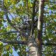 Rescuers Could Barely See Who Was Stuck Up In This Tree 