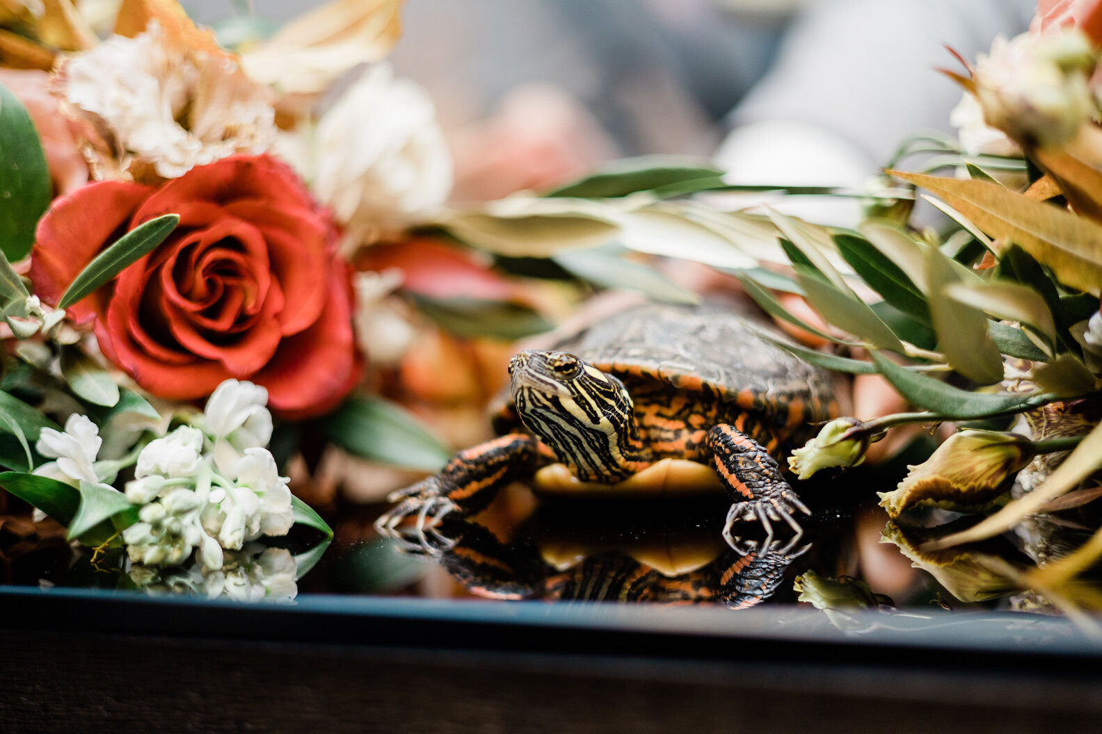 Guy's Turtle Of 24 Years Is Flower Girl At His Wedding - The Dodo