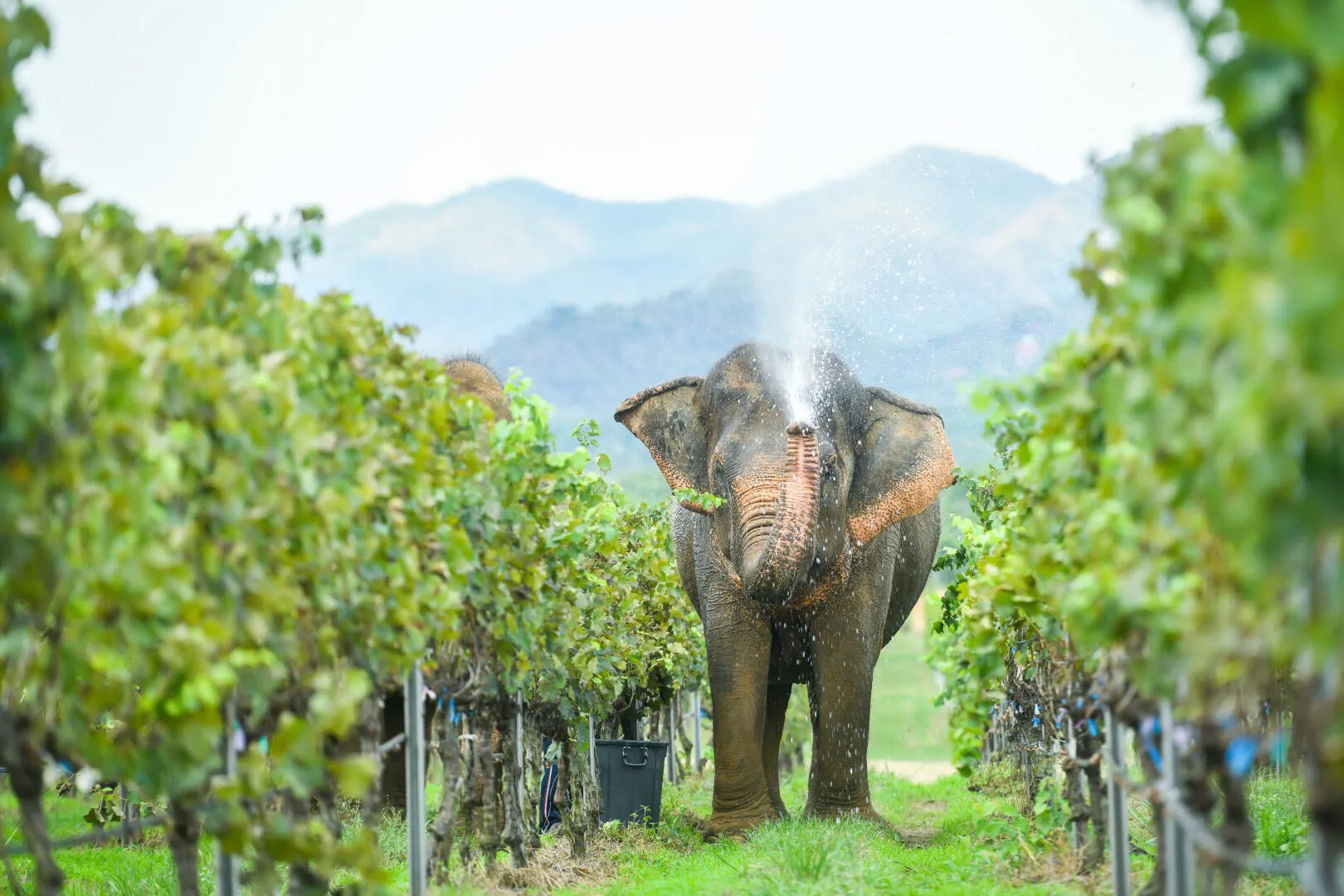 Thailand’s Secret Wine Region Is a Lush, Grape-Scented Paradise