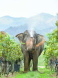 elephant at Monsoon Valley Vineyard