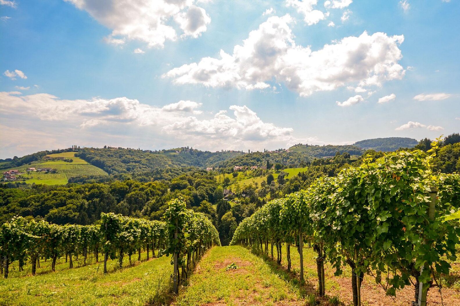 thailands-ok-nda-vinregion-r-ett-frodigt-paradis-med-doft-av-druvor