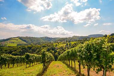 Monsoon Valley Vineyard vines