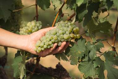 Monsoon Valley grapes