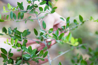yaupon holly bush