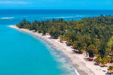 palm trees on a beach