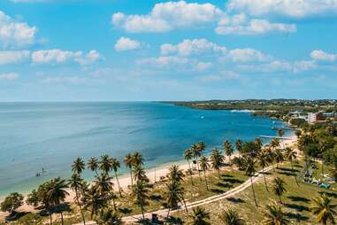 palm trees by the ocean