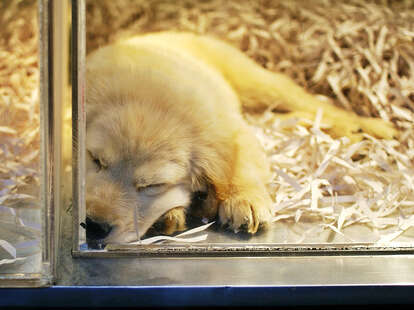 what happens to dogs in pet stores