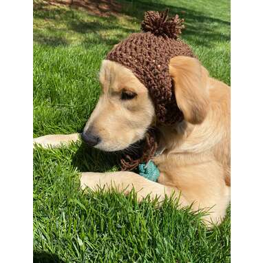 He’ll be warm and protected: Crochet Dog Hat