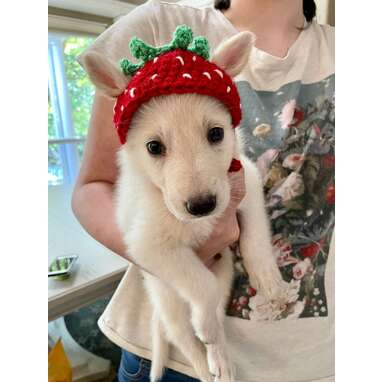 The sweetest fruit around: Cute Crochet Strawberry Dog Hat