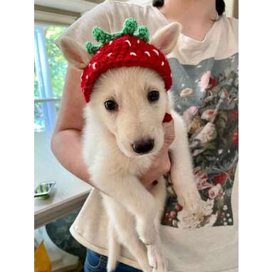 Crochet hat for cat strawberry fruit red green crochet cat hat cute dog hat