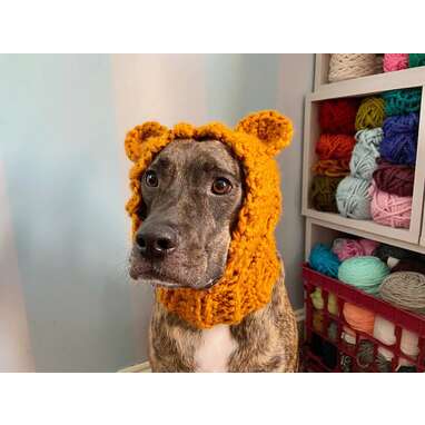 Crochet bear on sale hat for dogs