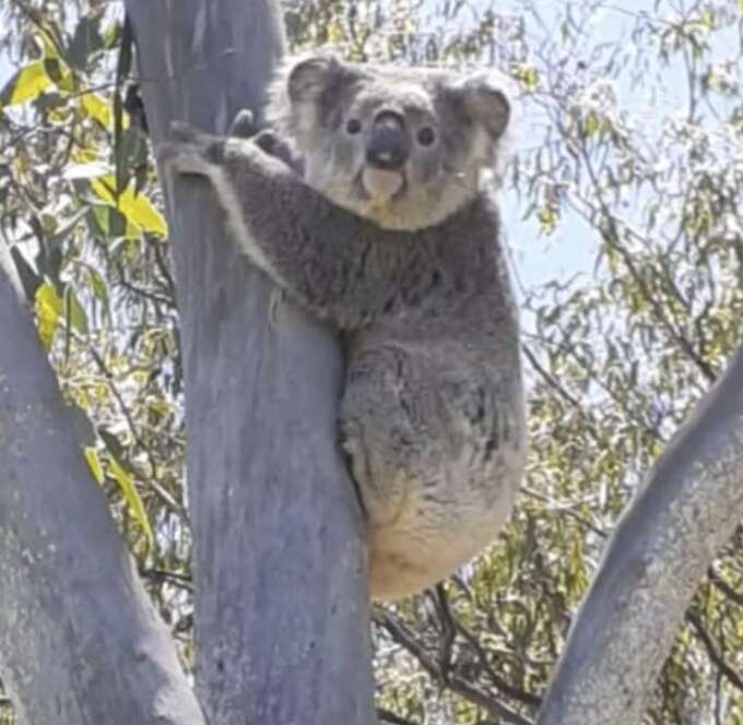 koala in tree 