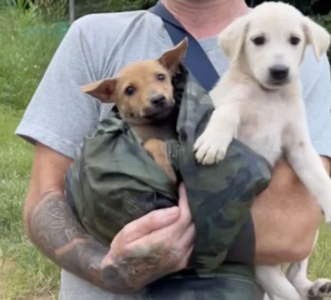 man carrying two dogs 