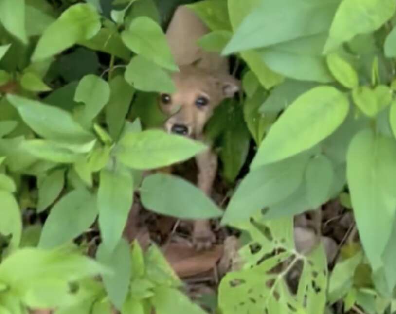 dog in leaves