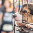 New York Pet Stores Will Soon Be Banned From The Sale of Dogs, Cats And Rabbits