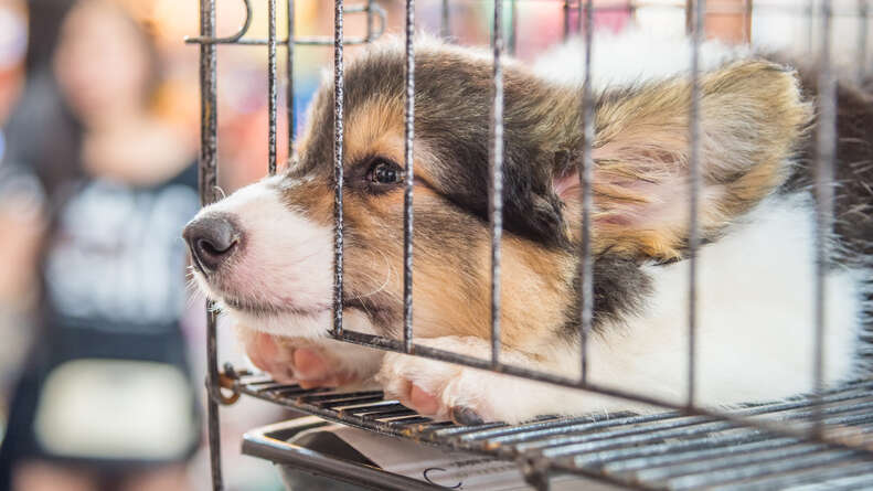 Pet stores shop selling dogs