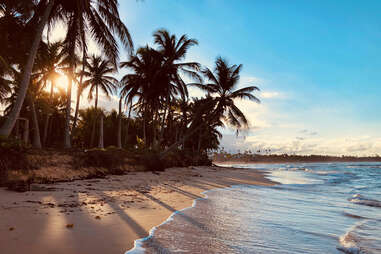 sandy beach lined by palm trees