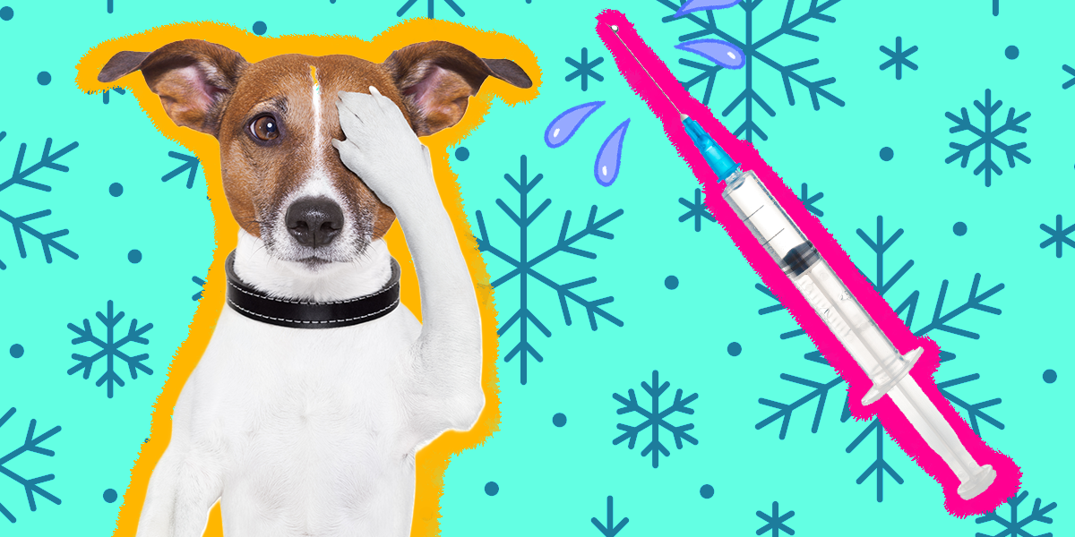 Are Dog Flu Shots Necessary