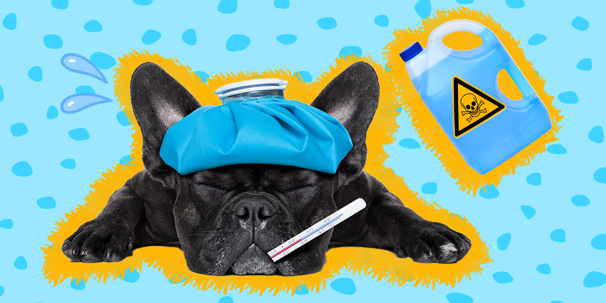 Antifreeze Poisoning In Dogs What To Know About The Symptoms