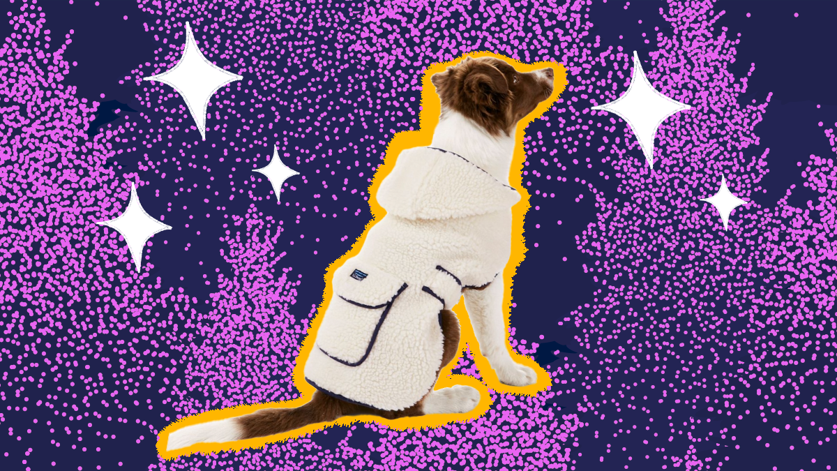 Dog Winter Coat 7 Jackets To Keep Your Pup Warm In Cold Weather