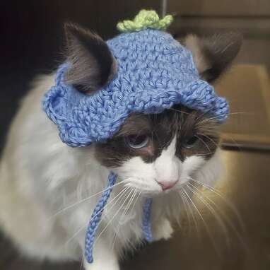 For your pretty girl: Flower Cat Hat