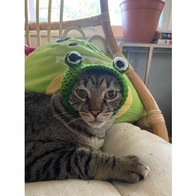 Cute little froggy: Crocheted Froggy Cat Hat
